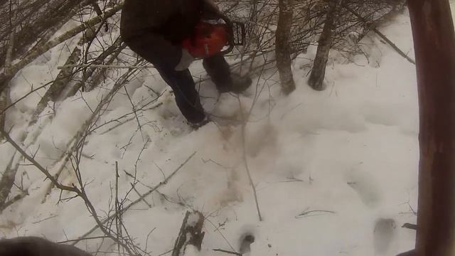 Хускварна 130 на валке берёзы и ольхи. Маленькая проф. пила. смотреть онлайн