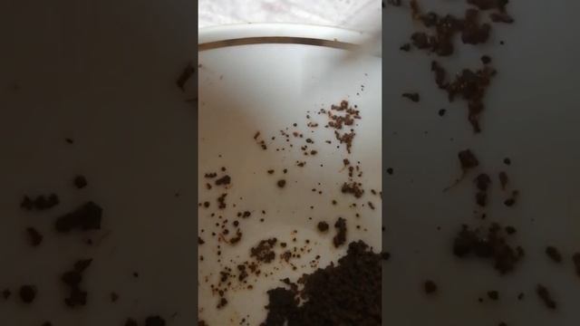 с праздником победы красной крови над белым гноем. смотреть онлайн