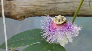 МАРАКУЙЯ СЕВЕРНАЯ, КАК Я ОПЫЛЯЮ ЦВЕТКИ.