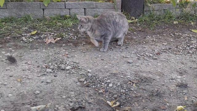 Chicken stealing mouse from cat смотреть онлайн
