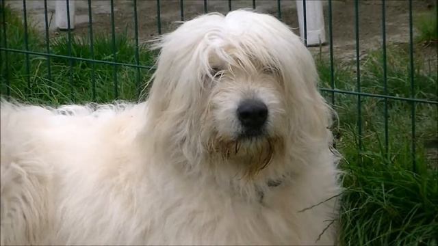 Volya & Ranek Bergers de Russie méridionale Южнорусская овчарка South russian ovcharka смотреть онлайн