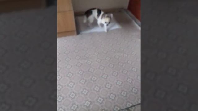 Чихуахуа Фунтик понимает человеческий язык