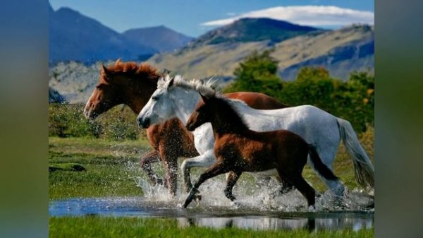 Notail и Jerax дают расшифровку OG! Разберём по частям топ2 TI9