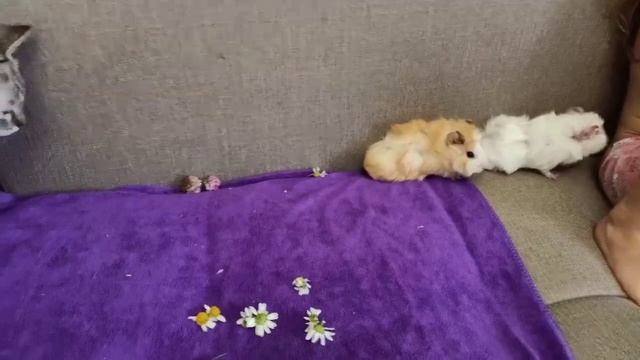 Морские свинки ? Рафаэлка и ? Тоффи кушают вкусняшки. смотреть онлайн