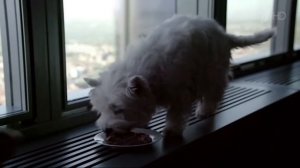 Аdvertising  Реклама Корм Cesar   Цезарь   История дружбы