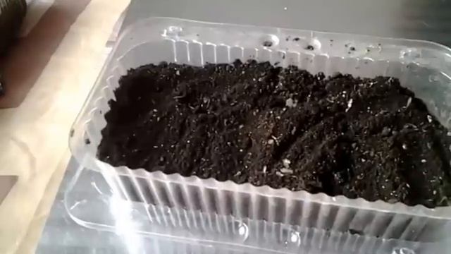 БАРХАТЦЫ и как правильно их ПОСЕЯТЬ для рассады.Польза бархатцев. смотреть онлайн