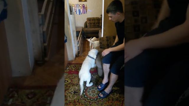 Продаются щенки золотистого ретривера НОВОСИБИРСК! смотреть онлайн