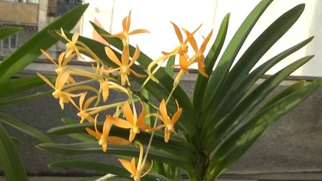 Три первых домашних цветения Clowesetum Jumbo Lace,Phal.Mituo GH King Star’Blueberry и тайский онц смотреть онлайн