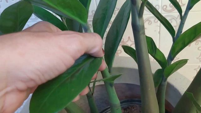 COMO FAZER MUDAS DE ZAMIOCULCA - PASSO A PASSO смотреть онлайн