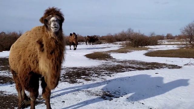 Корабли пустыни в Астрахани. Двугорбые верблюды. смотреть онлайн