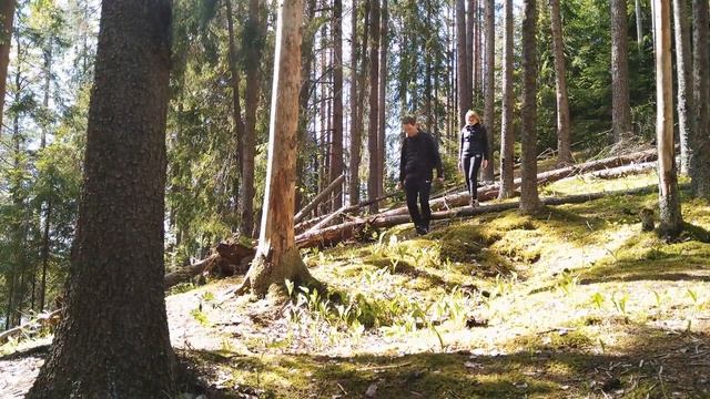 Поход выходного дня в окрестностях Питера. Oзеро "Длинное" (Долгое). смотреть онлайн