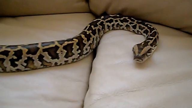My Het. Granite Burmese Python смотреть онлайн