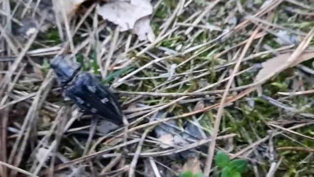 Жук семечка смотреть онлайн