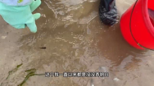 【合集】牛牛在新海域意外發現八爪魚群，個頭巨大，賺發了！ 【牛牛趕海海鮮】 смотреть онлайн