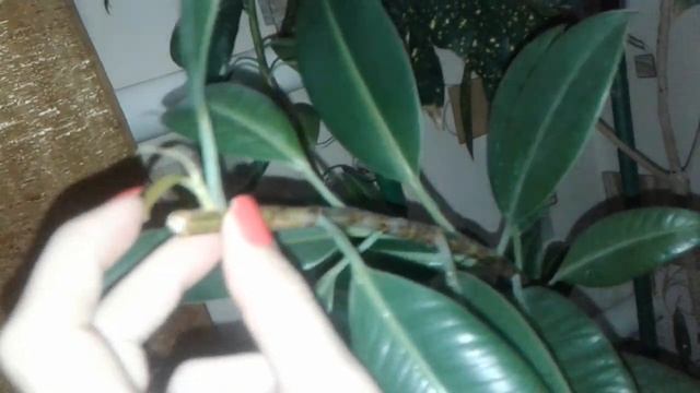 Фикус, как размножить смотреть онлайн