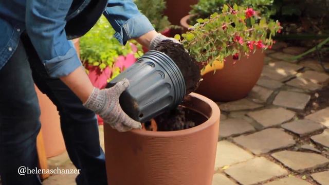 Como plantar em vaso a flor nativa Brinco de Princesa смотреть онлайн