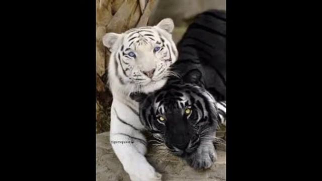 Самые редкие животные в мире🦊) смотреть онлайн