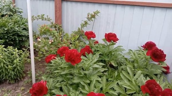 Пион Command Performance