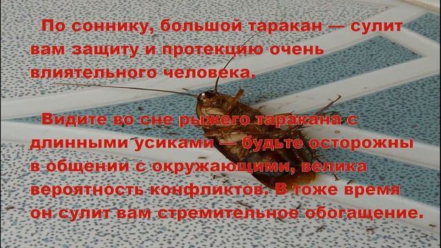 К чему снятся ТАРАКАНЫ? Толкование снов. смотреть онлайн