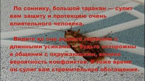 К чему снятся ТАРАКАНЫ? Толкование снов.