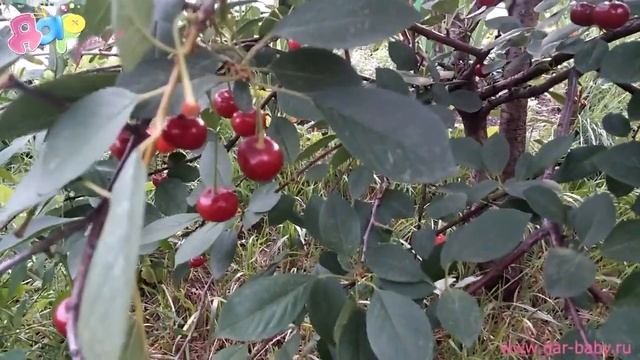 Детям о природе : Вишня смотреть онлайн