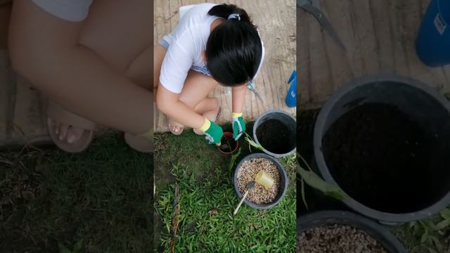 Replanting Syngonium Podophyllum смотреть онлайн