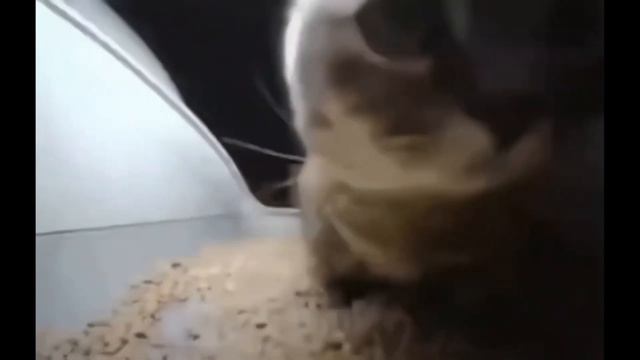 Кот машет головой смотреть онлайн