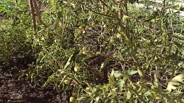 29 июля 2021г. Томаты Детская сладость, Загадка, Черрипальчики ,Ракета. смотреть онлайн