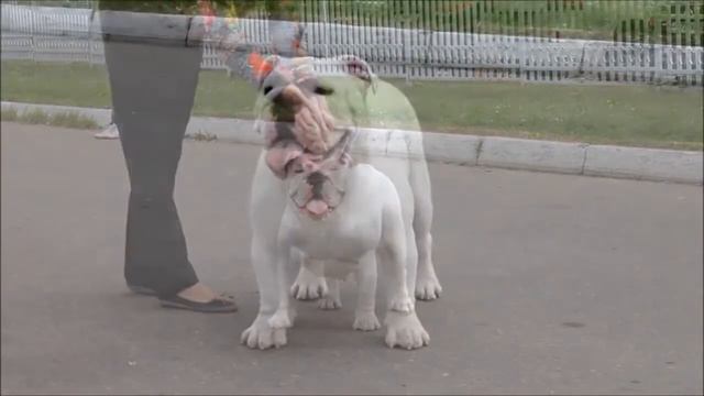 REMBOMBORY YOLI (питомник sentiller.com) смотреть онлайн