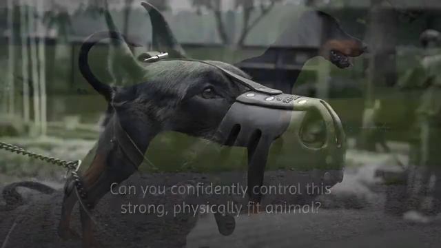 Doberman Pinscher: The Best Guard Dog For Your Family смотреть онлайн