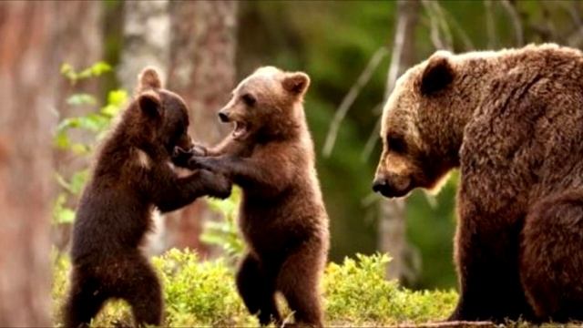 Чем занимаются медвежата в берлоге, пока мама в зимней спячке смотреть онлайн