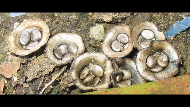Cyathus Stercoreus
