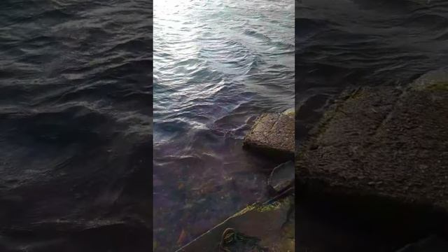 Ночная на Pontoon 21 Greedy-Guts 99SP-SR #shorts  #рыбалкаосенью #ловлянаспиннинг #спиннинговаяловля