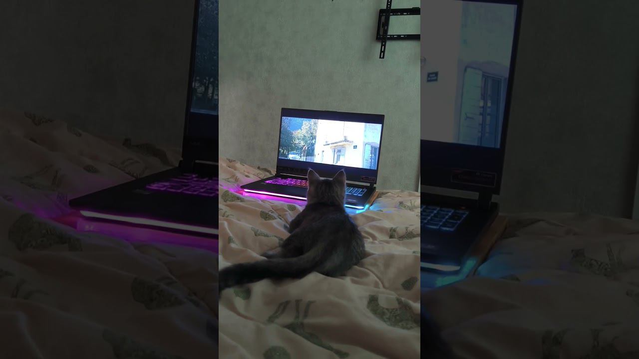 как увлечённо смотрит #shorts смотреть онлайн