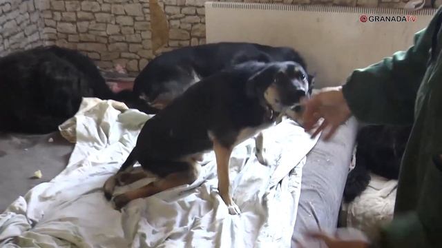 Челябинка в одиночку ухаживает за 250 собаками смотреть онлайн