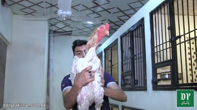 5 lakh ropay ka murgha jis ka qadd bakri k bachay jitna hai, Jisamat dekh kar yaqeen na aye... смотреть онлайн