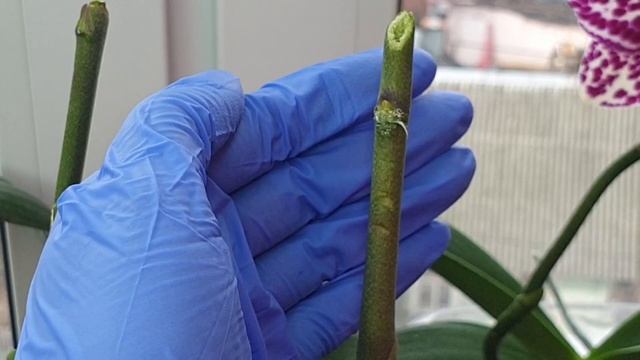 Хороший способ ПОЛУЧИТЬ ДЕТКУ ОРХИДЕИ на цветоносе смотреть онлайн