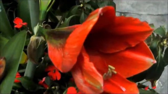 Azucena Roja смотреть онлайн