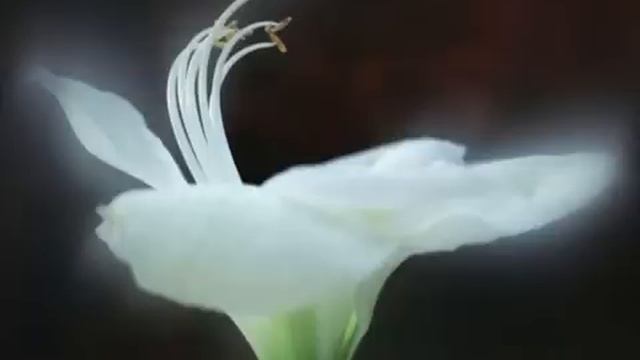 Лилии Lilii (Lily Flowers)