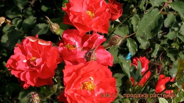 Роза канадская парковая Джон Франклин ? обзор: как сажать, саженцы розы Джон Франклин смотреть онлайн