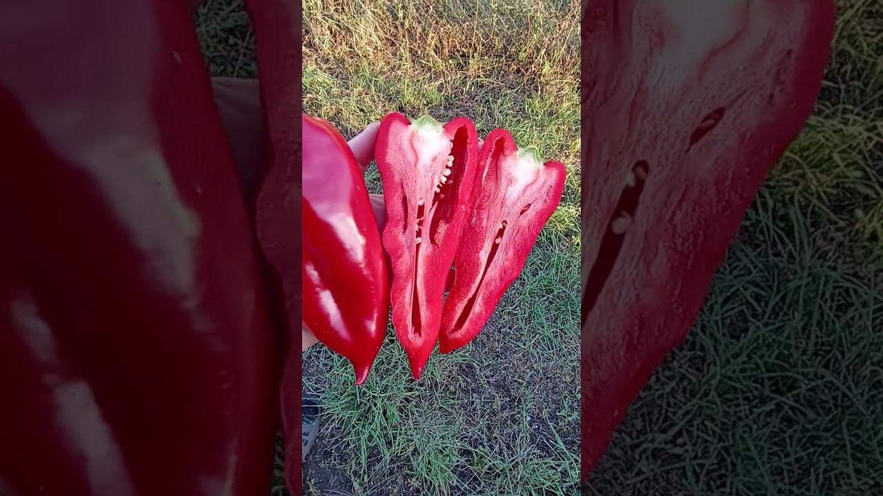 Мой фаворит, красный крупный. сладкий болгарский перец. смотреть онлайн