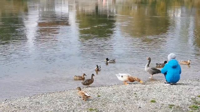 Кормим Уток по дороге на дачу! смотреть онлайн