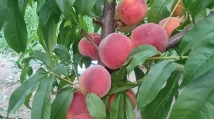 Персик Ред Хевен