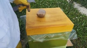 Карпатская порода пчёл 54 московская линия. 4 недели после подсадки-полет нормальный!