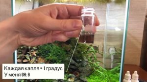 Аквариум для креветок Blue Bolt. Оформление и обслуживание