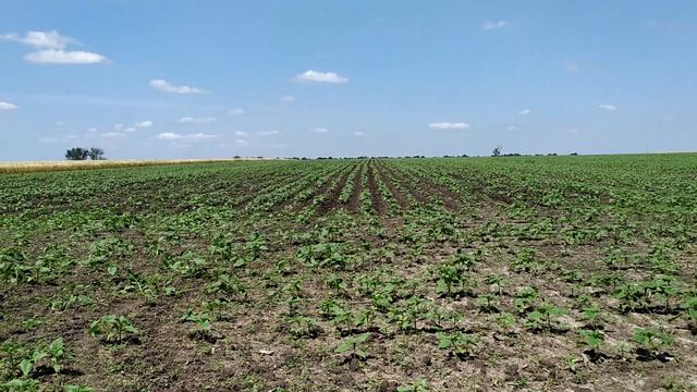 Что показал гербицид 