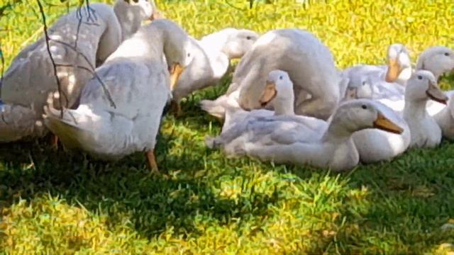 Агидель утка. /Часть 11/. Сезон 2022. Расход корма за 29 дней. смотреть онлайн