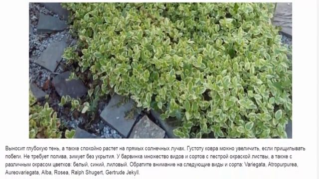Стелющиеся многолетние растения смотреть онлайн