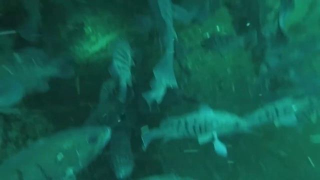 Buceo en el Don Félix 14-04-2021 #2 смотреть онлайн
