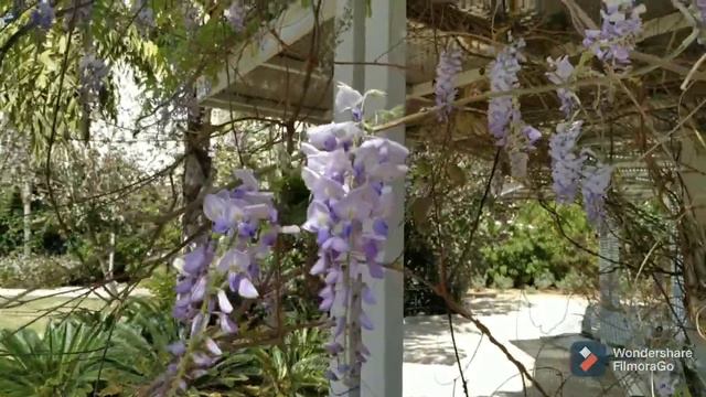 Крупный план. Весна в Израиле. The spring in Israel. С Днём Советской космонавтики!🙂❤️ смотреть онлайн